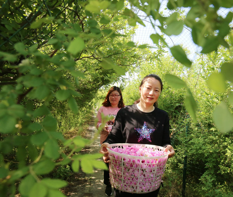 石头种植致富花图片_致富经石榴_致富有方