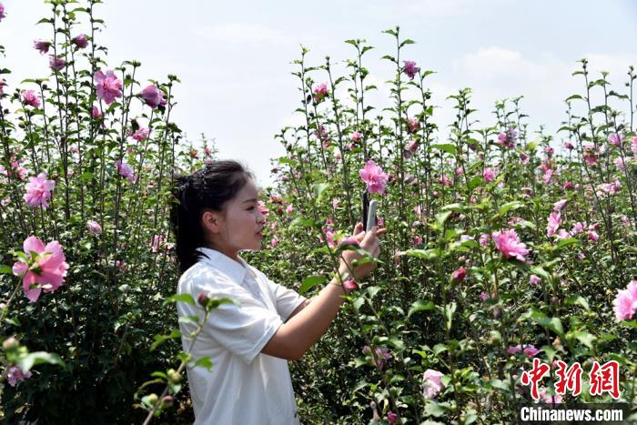 在成片的木槿花基地，江西籍女大学生正在做网络直播推广木槿花。　王立存 摄