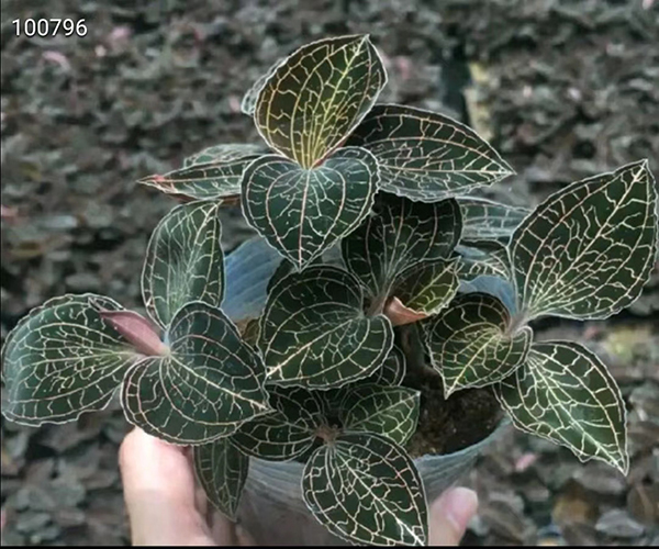 中国大棚种植技术_大棚种植效益怎么样_种植大棚的技术