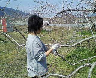 一个日本水果采摘农场的种植日记