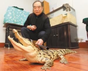 家养湾鳄_人工养殖湾鳄_湾鳄养殖技术