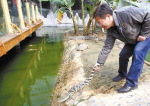 人工养殖湾鳄_湾鳄养殖技术_家养湾鳄