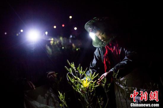 石头画致富_致富有方_石头种植致富花图片