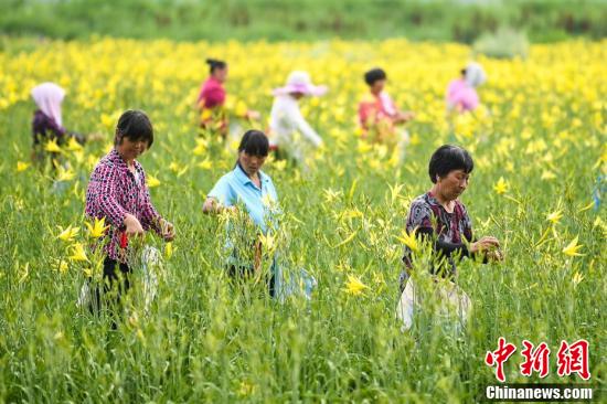 致富有方_石头画致富_石头种植致富花图片