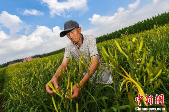 致富有方_石头种植致富花图片_石头画致富