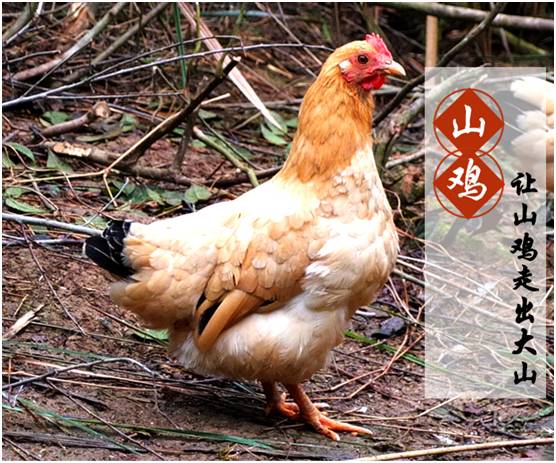 鸡养殖基地具备哪些条件_养殖本地鸡技术_养本地鸡技术视频