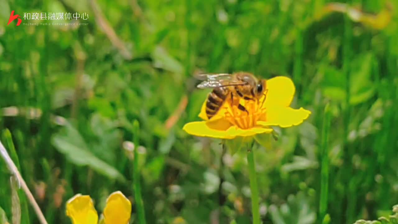 致富经新疆 蜜蜂_新疆蜜蜂养殖_新疆蜜蜂