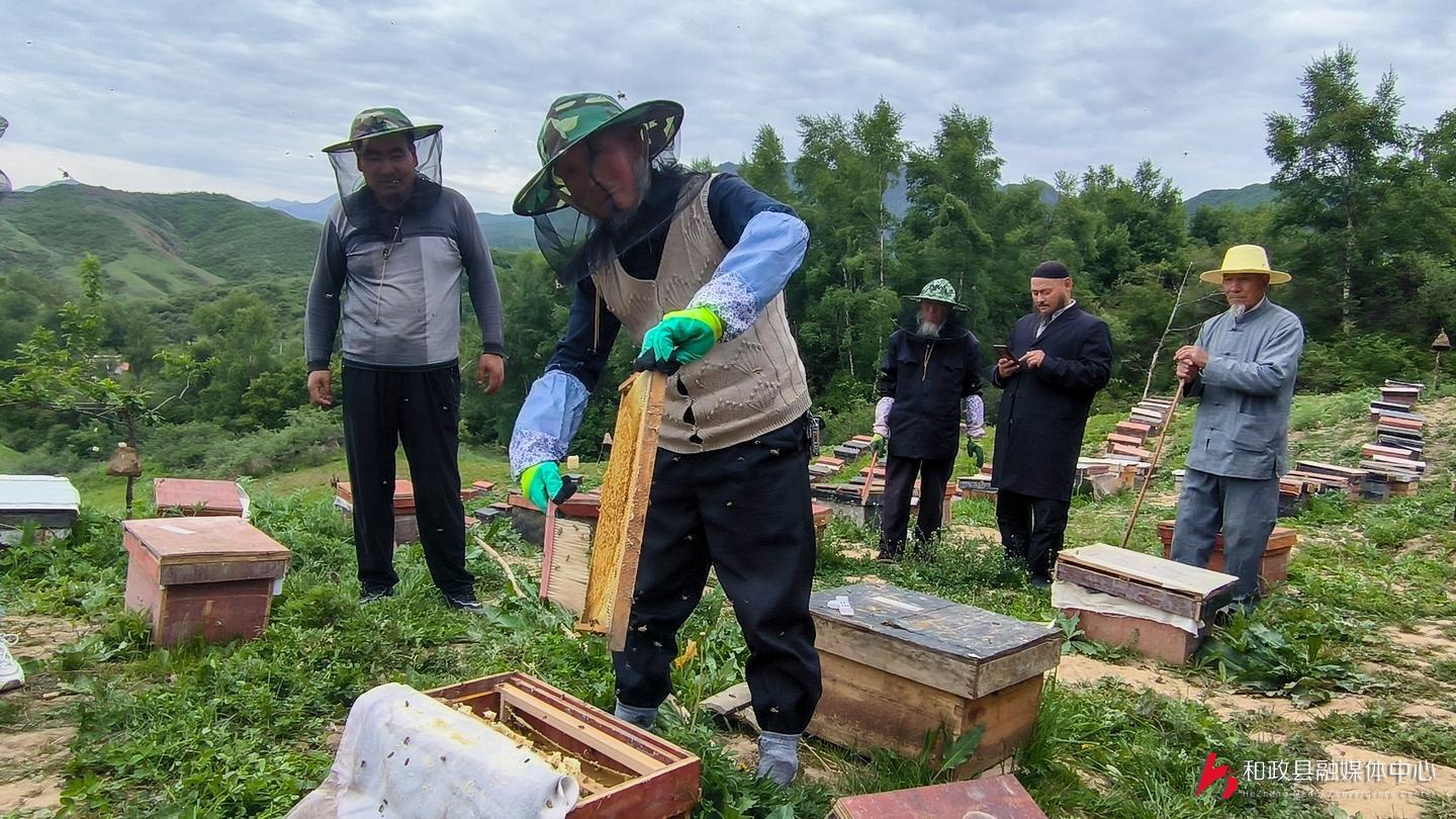 致富经新疆 蜜蜂_新疆蜜蜂_新疆蜜蜂养殖