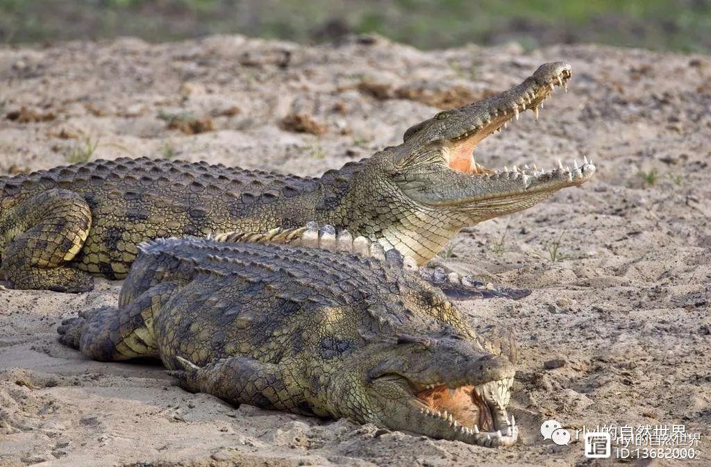 人工养殖湾鳄_湾鳄养殖场_湾鳄养殖技术