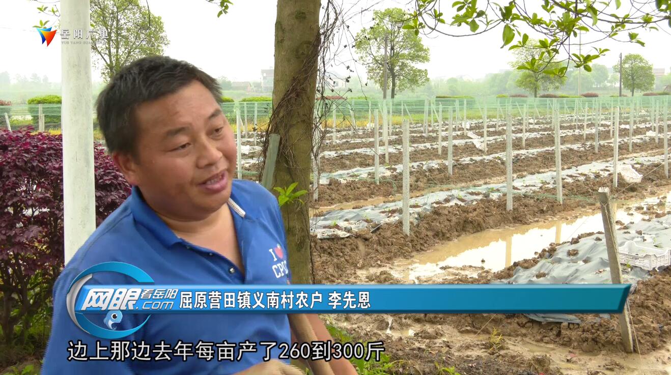 屈原营田镇义南村：瓜蒌种植成为致富“新宠”