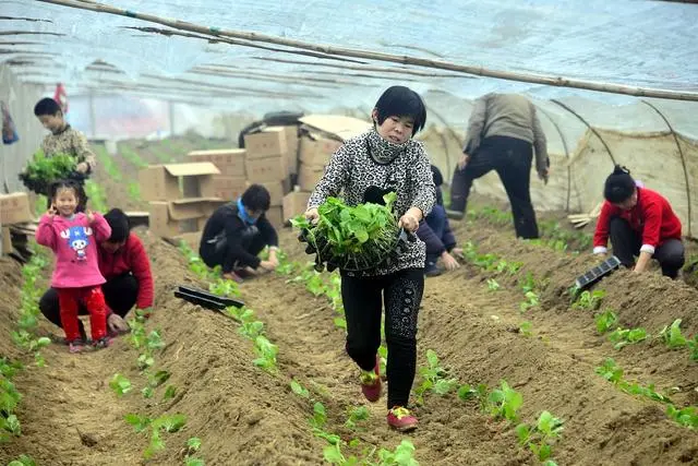 温室圆茄的管理_温室种植圆茄技术要求_温室圆茄种植技术