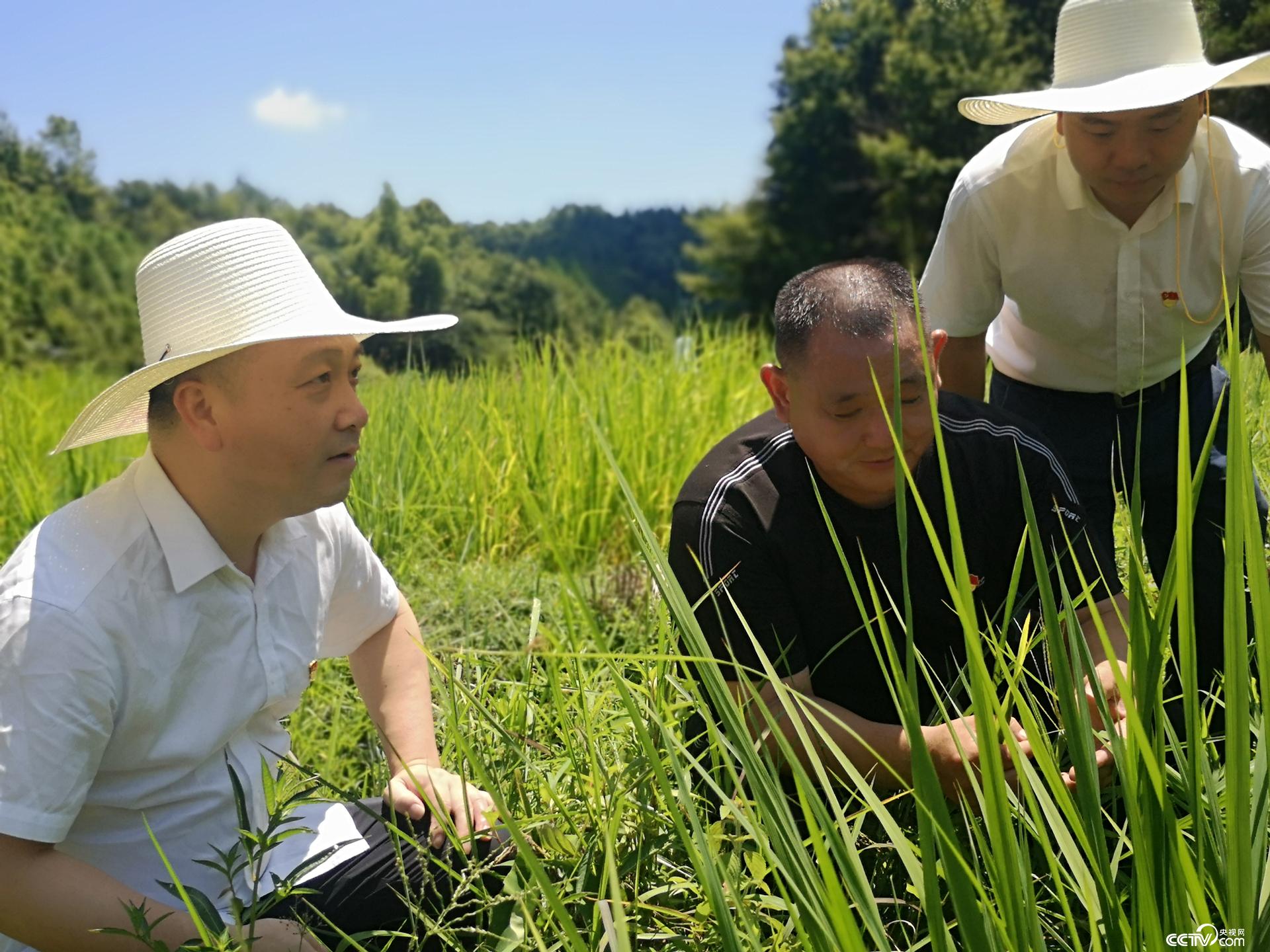 程道明介绍稻谷种植基地