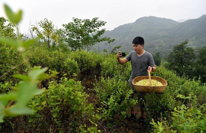 种植白芨技术_白芨种植视频直播_白芨种植视频致富