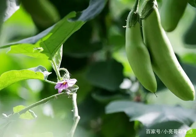 温室圆茄种植技术_温室种植圆茄技术要点_温室种植圆茄技术视频