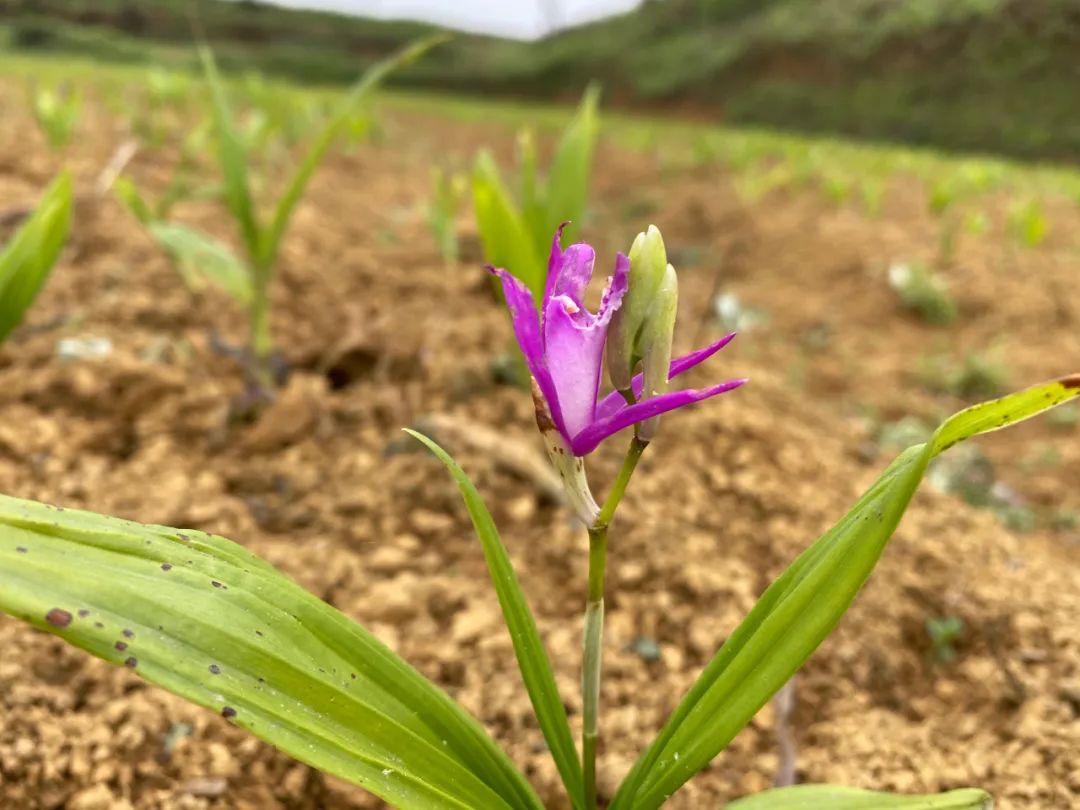 【走向乡村振兴】 岚头镇：白芨种植成为群众增收致富“良方”