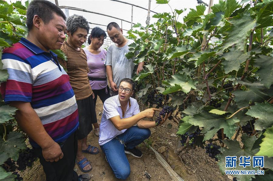 农村种植致富能手发言稿_种植能手带致富_致富能手标准