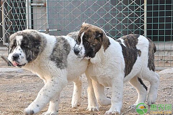 肉犬养殖难？怎么养？需这样饲养及病害防治-图片版权归惠农网所有