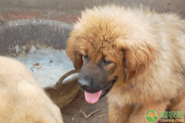 肉犬养殖难？怎么养？需这样饲养及病害防治-图片版权归惠农网所有