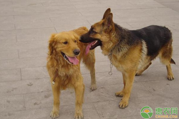 肉犬养殖难？怎么养？需这样饲养及病害防治-图片版权归惠农网所有