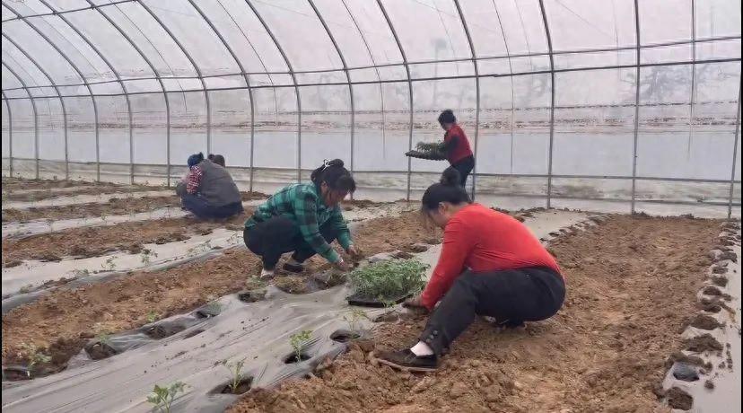 种菜致富案例_致富经北京种菜_致富经蔬菜种植