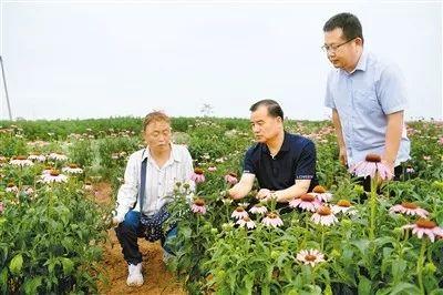 小药材“闯出”大市场 穆柯寨村“药材大王” 铺就产业“致富路”