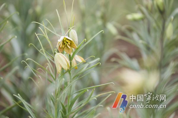 致富药材种植基地地址_种植药材致富_致富药材种植基地在哪