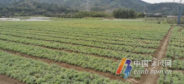 种植药材致富_致富药材种植基地在哪_致富药材种植基地地址