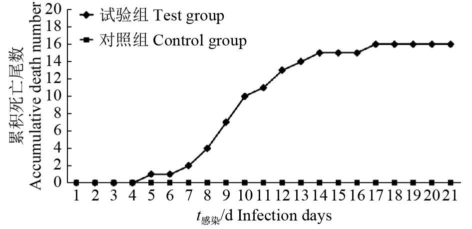 致富养殖角蛙视频大全_角蛙养殖厂_角蛙养殖致富