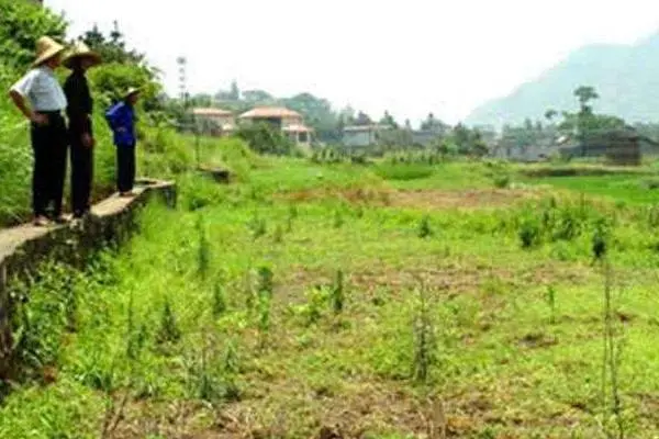 农民种植致富_农村致富种植什么好_当前农村种植什么致富好