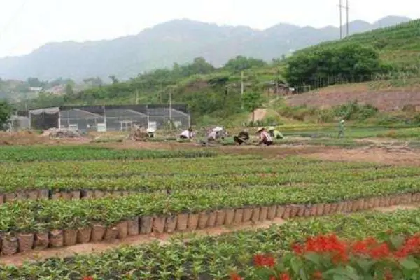 农民种植致富_农村致富种植什么好_当前农村种植什么致富好