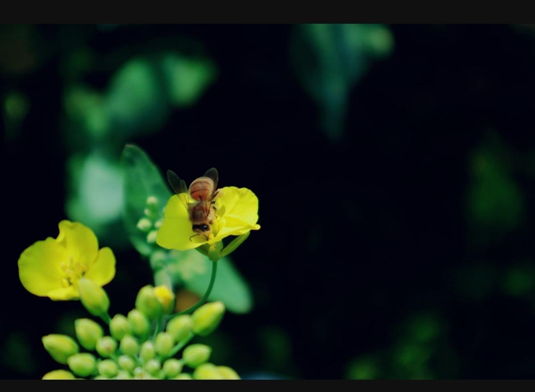 在新疆成功收蜜蜂_新疆蜜蜂_致富经新疆 蜜蜂