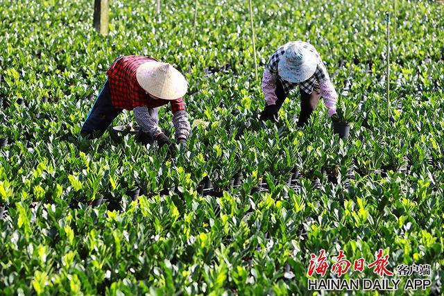 种植泰国香米致富_泰国香米种植条件_泰国香米种植技术