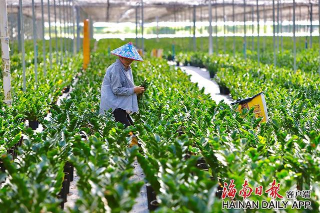 泰国香米种植技术_种植泰国香米致富_泰国香米种植条件