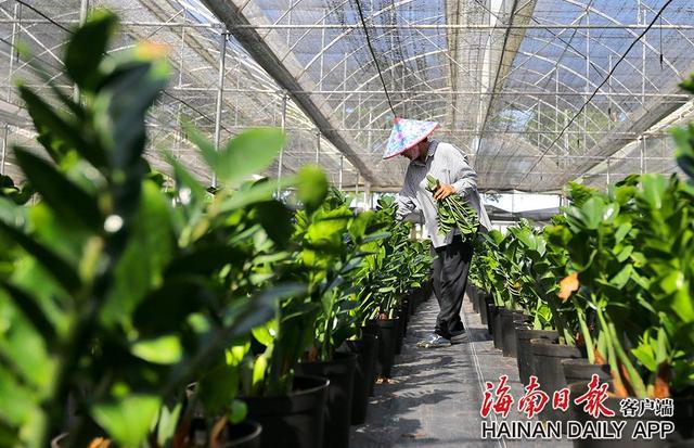 泰国香米种植条件_泰国香米种植技术_种植泰国香米致富