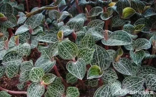 分享几个市场潜力较大的种植项目