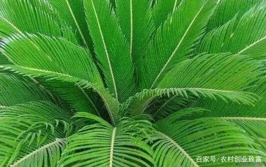 当前农村种植什么致富好_农民种植致富_农村致富种植什么好