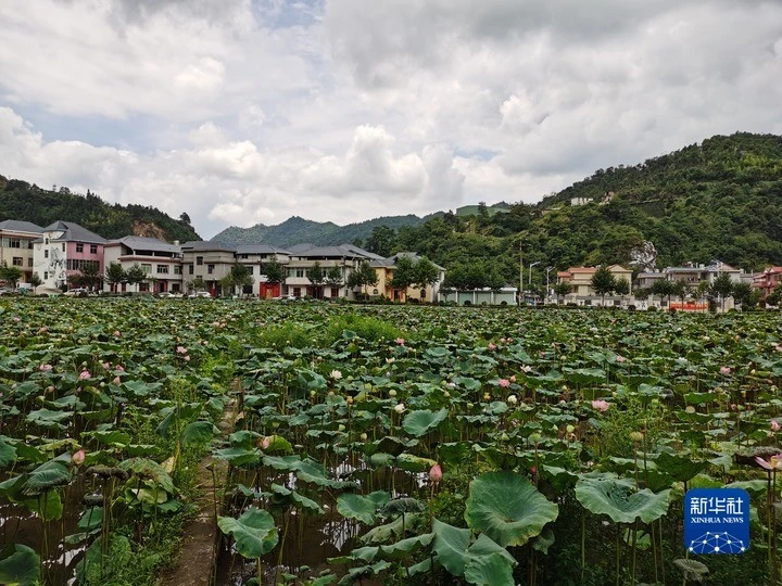 致富经贵妃鸡养殖视频全集_致富经贵妃鸡散养视频全集_致富经贵州雷金荣贵妃鸡