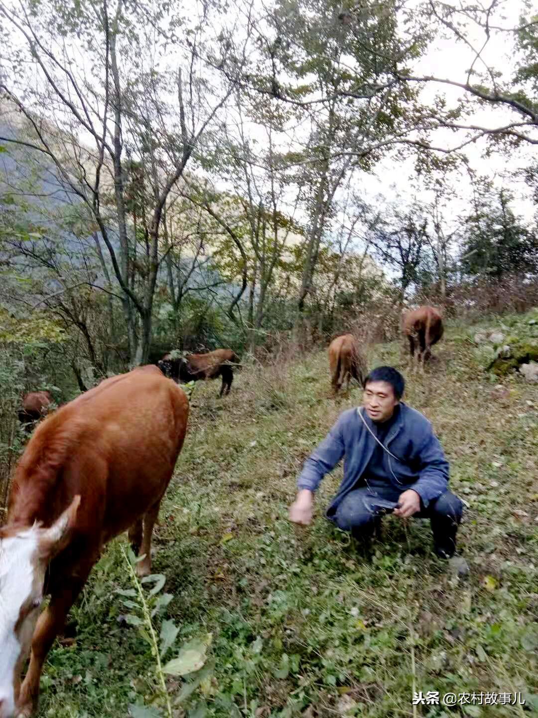 男子大山放养猪牛：200多亩山，近200多头牲口，年赚近20万