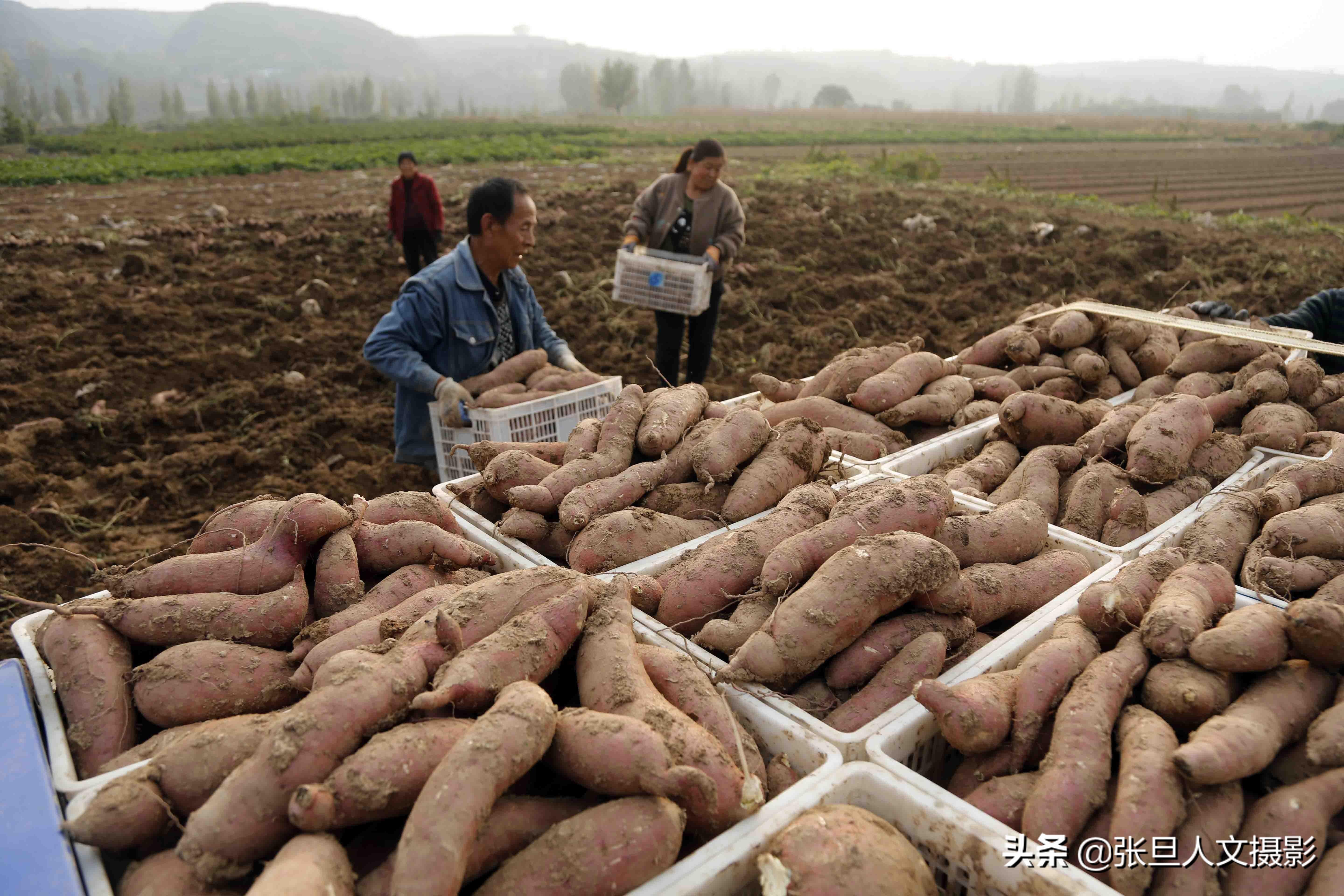 养殖红薯致富_致富红薯养殖视频_致富红薯养殖方法