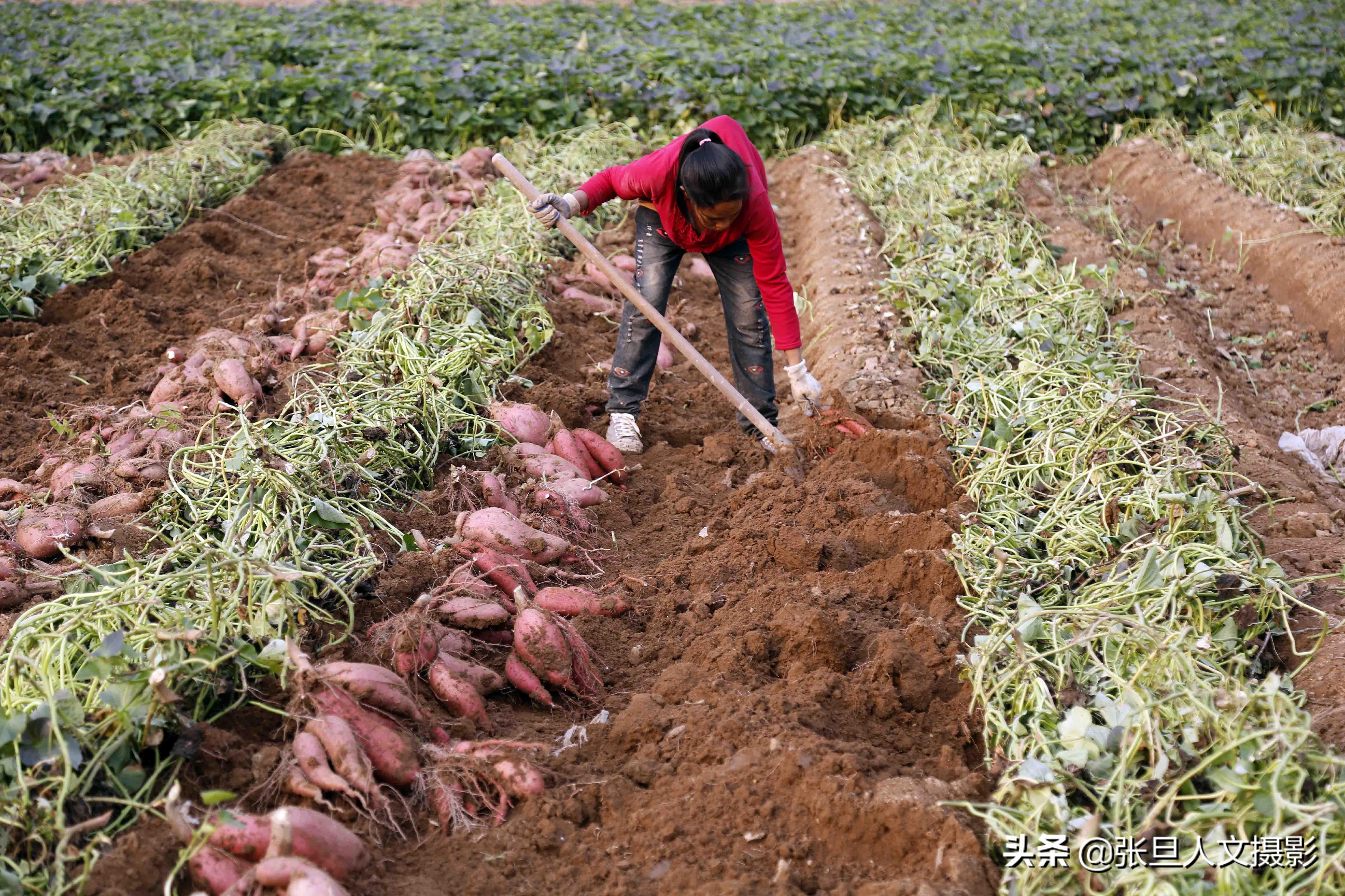 致富红薯养殖视频_致富红薯养殖方法_养殖红薯致富