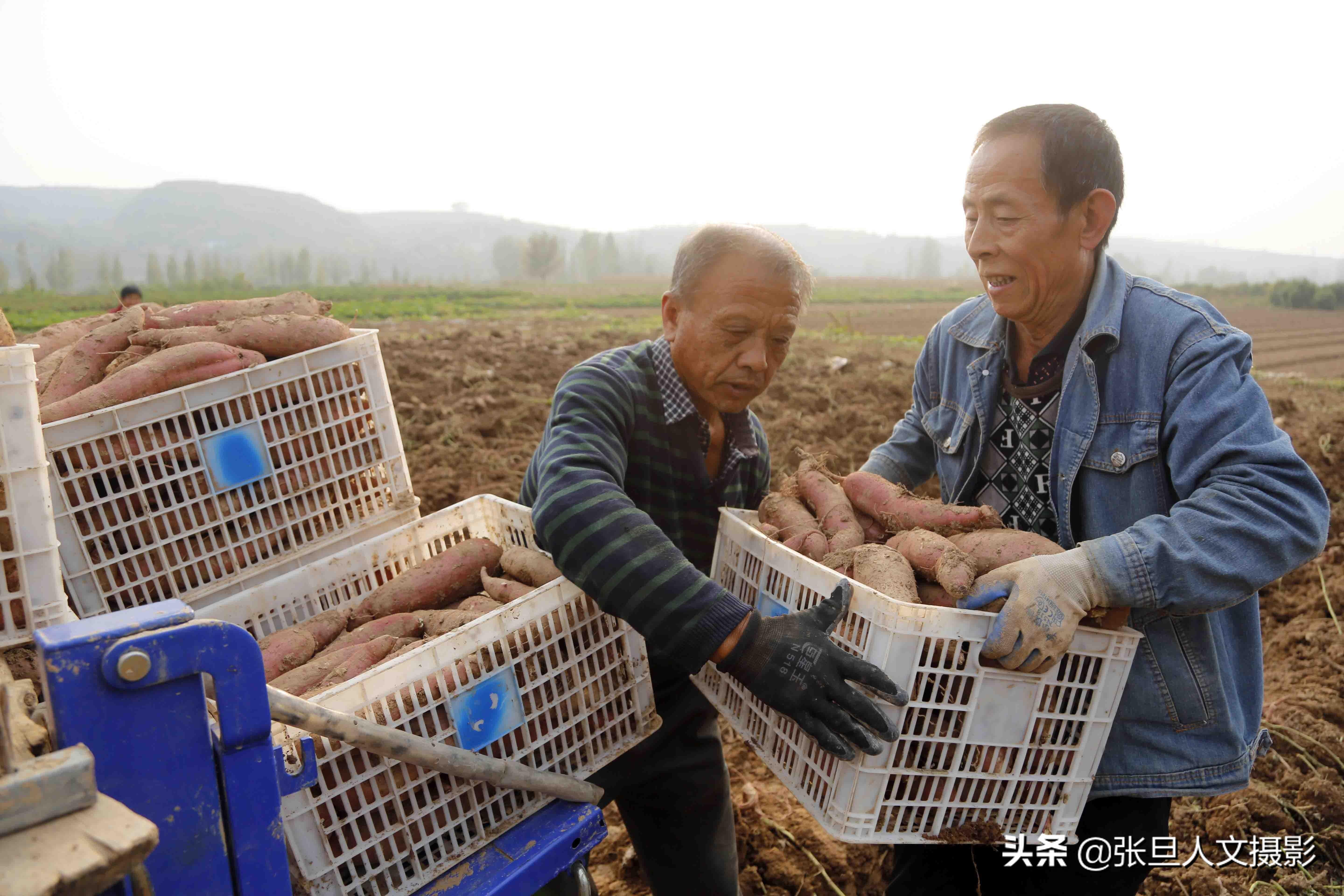 养殖红薯致富_致富红薯养殖方法_致富红薯养殖视频