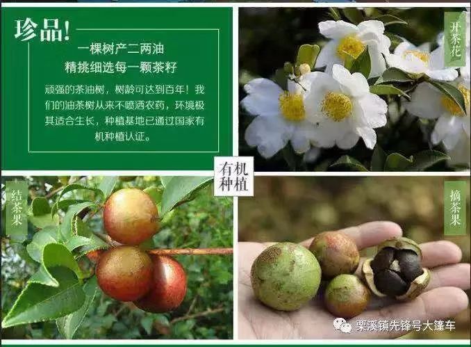 泰国香米种植条件_种植泰国香米致富_泰国香米种植技术