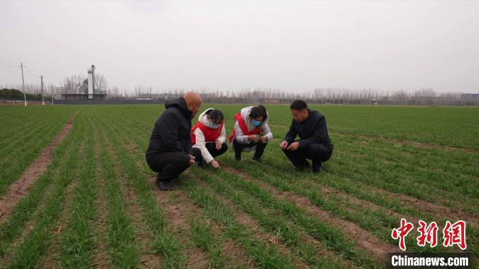 菏泽孔雀养殖基地_山东菏泽孔雀养殖技术_郓城孔雀养殖