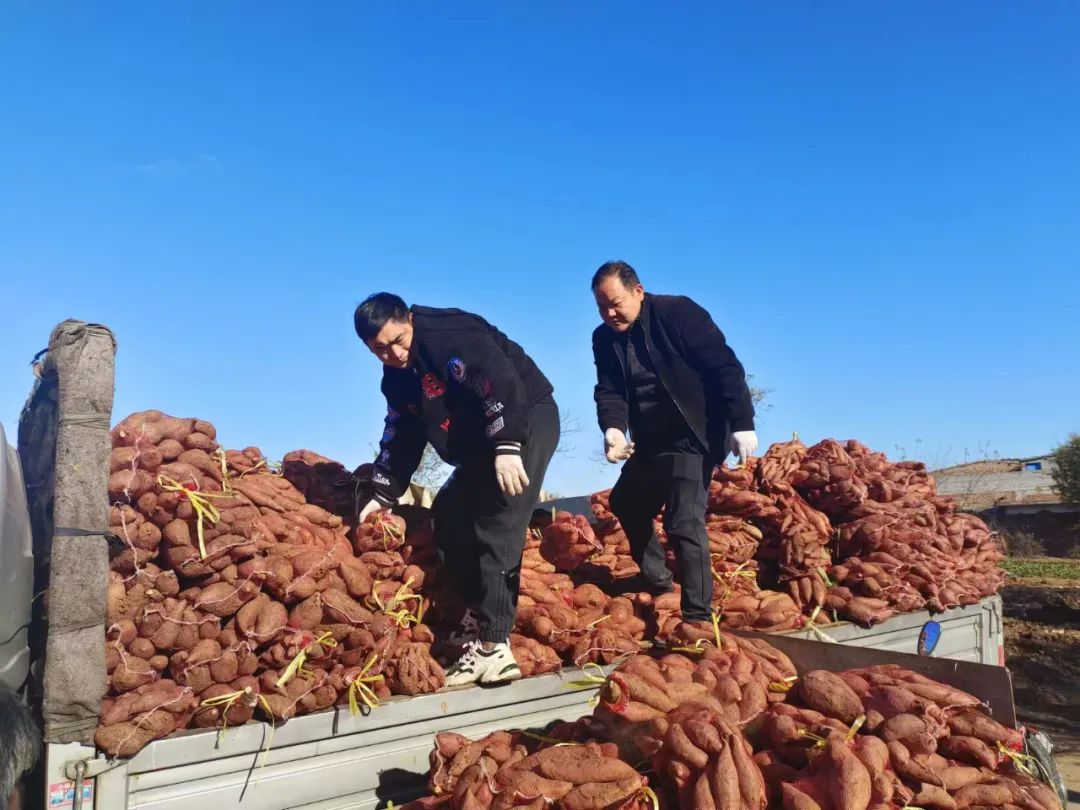 洛阳射干种植致富_河南洛阳种植业致富项目_丝瓜种植致富