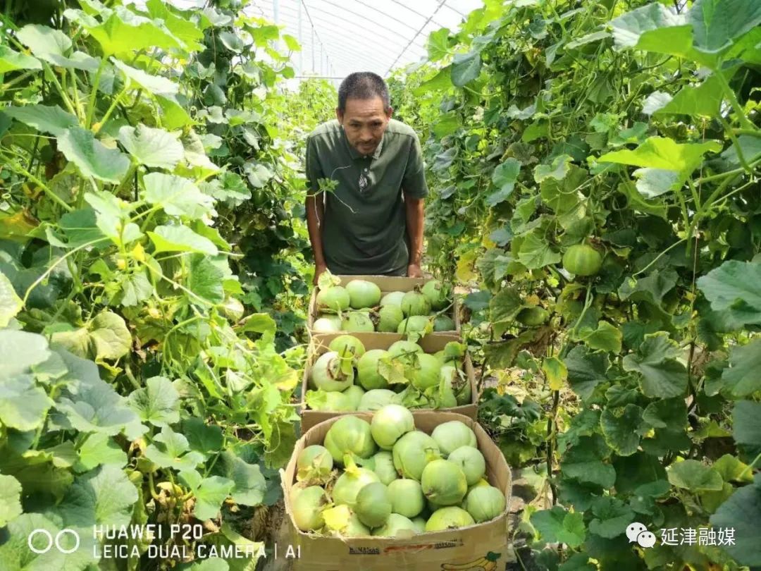 农民种植致富_党员种植致富瓜_种植致富带头人发言稿