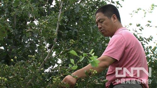 致富经山楂饮料创始人_华北制药饮料山楂_致富经山楂