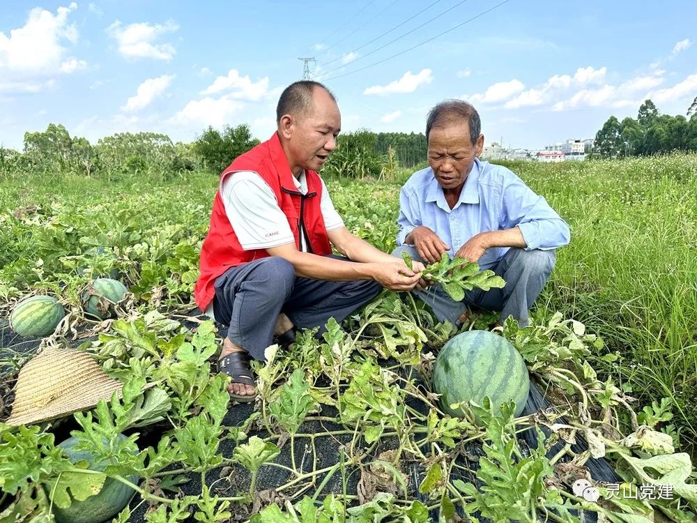 农村党员种植带头致富事迹_种植致富带头人发言稿_党员种植致富瓜