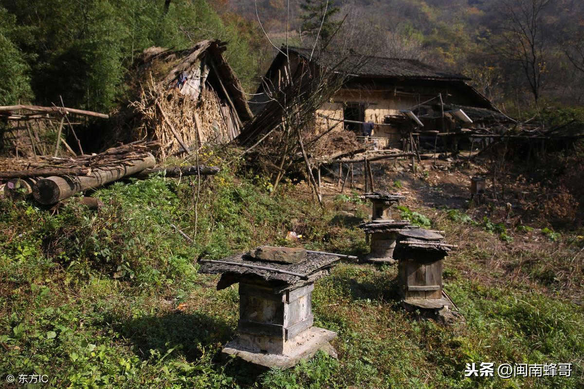 传统养蜂的养殖技术要点_传统养蜂方法_养蜂技术知识百问百答