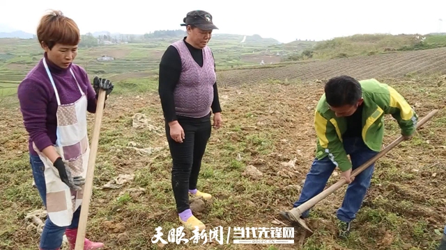 贵定高原村：魔芋种植给村民致富带来“魔力”