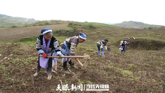 视频致富种植魔芋是真的吗_种植魔芋的视频_种植魔芋致富视频